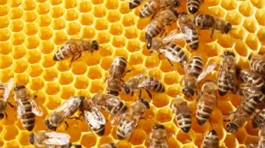 Birçok arı kovanında taze bal olan altın bal peteklerinin üzerinde sürünür. Bal koleksiyonu. Bir arı kolonisinin hayatı. Bal koleksiyonu.