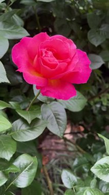 Bahçedeki bir çiçek tarlasında çalıların üzerinde büyük kırmızı bir gül..