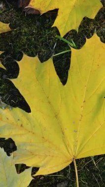 Yeşil çimenlerin üzerinde çeşitli boyutlarda sarı akçaağaç yaprakları. Kasım, yaprak düşüyor. Altın Sonbahar.