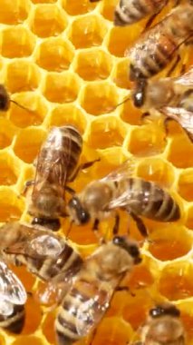 Birçok arı kovanında taze bal olan altın bal peteklerinin üzerinde sürünür. Bal koleksiyonu. Bir arı kolonisinin hayatı. Bal koleksiyonu.