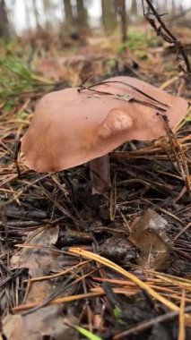 Ağaçların arasında bir çam ormanında büyük vahşi bir mantar yetişiyor. Sonbaharda mantar topluyorum. Sonbahar ormanında bir yürüyüş.