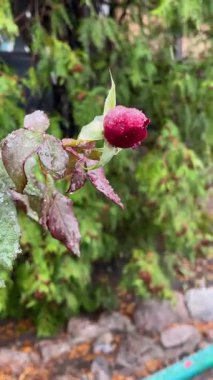 Henüz çiçek açmamış bir gülün tomurcuğuna ıslak kar yağar. Arka planda yeşil bitkiler var. Sonbaharın sonlarında, ilk kar...