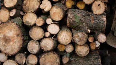 Odunluklarda birbiri üstüne yığılmış pek çok bunak kütüğü var. Ağaç kesimleri görülebilir. Kış için odun topluyorum. Isıtmak için odun. Kereste toplama.