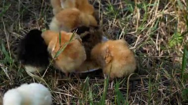 Sevimli yeni doğmuş civcivler tabakta darı gagalarlar. Küçük bir çiftlikte tavuk yetiştiriyorum..