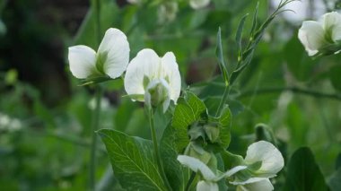 Bahçedeki yataklarda bezelye çiçekleri. Organik bezelyeler yetiştiriyor..