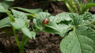 Böcek, Colorado patates böceği, patates yaprakları üzerinde sürünüyor. Patates yetiştirmek, zararlı bitkileri tedavi etmek. Solanum tuberosum 'da Leptinotarsa decemlineata.