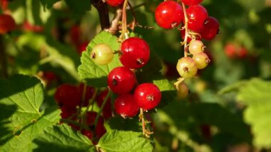 Frenk üzümlü kırmızı böğürtlenler, üzümlü üzümlü üzümler. Organik frenk üzümü yetiştirme ve hasat etme. Yaz meyveleri topluyorum. Böğürtlen ve meyveler sağlıklı bir diyette.
