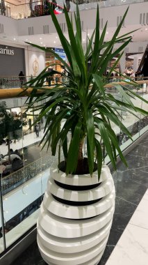 Büyük bir alışveriş merkezinin içindeki süslü Yucca filleri..