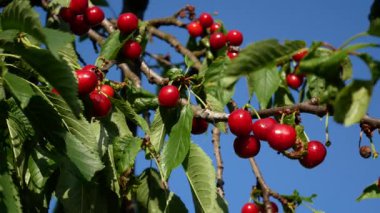 Bahçedeki bir dalda olgun kırmızı kiraz meyveleri. Organik böğürtlen yetiştirip hasat ediyorlar. Kiraz, sağlıklı bir diyette tatlı, doğal bir tatlı gibidir..