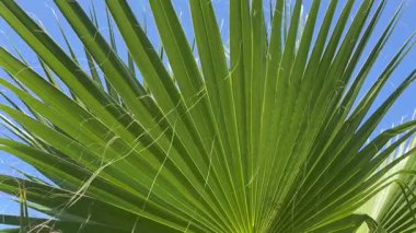 Büyük palmiye yaprakları mavi gökyüzüne karşı rüzgarda sallanıyor. Yakın plan..