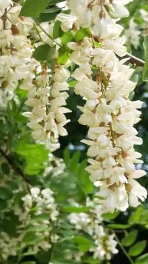 Mavi bir gökyüzünün arka planına karşı beyaz çiçekli bir akasya kümesi. Arı çiçeklerin üzerine oturur, nektar toplar..