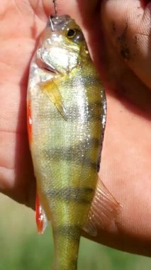 Balıkçıların elinde oltaya yeni takılmış levrek balığı. Nehrin kıyısında bir balıkçı ve bir balık..