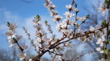 Baharda beyaz çiçeklerde kiraz ağacı. Mavi gökyüzünün arka planında kiraz çiçeğinin bir dalı. Çiçeklerin üzerinde bir arı sürünüyor. Bahçede bahar çiçekleri.