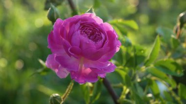 Bahçede yeşil yapraklardan oluşan bir arka planda parlak pembe çiçek açan bir gül. Arka plan bulanık, yeşil bulanık. Çiçek bahçesinde bir yaz günü havası.