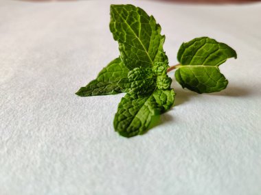 Beyaz arka planda izole edilmiş taze çiğ nane yaprakları. Seçici odak