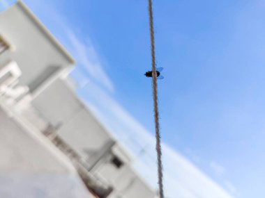 Beyaz iplikte oturan sineğin alt görüntüsü. Seçici odak