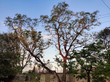 Farklı boylarda, farklı şekillerde üç ağaç. bulut arkaplanı