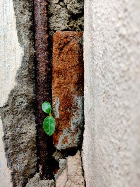 Tuğlalar ve bir apartmanın kırık duvarları arasında büyüyen iki küçük yaprak..