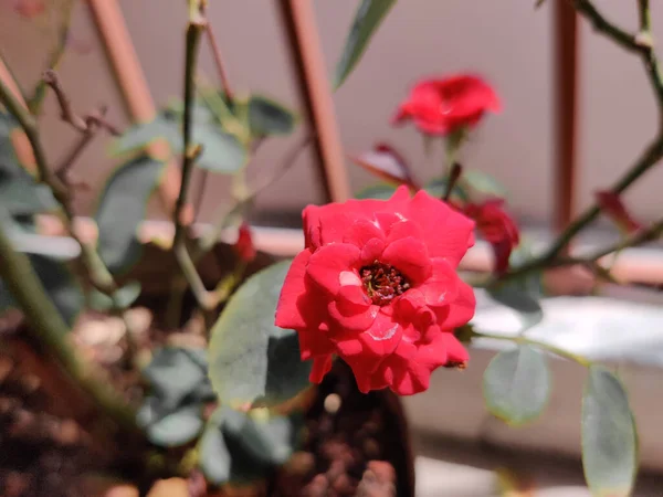 Carino Piccola Rosa Rossa Vaso Fiori Vintage Tono Grigio — Foto Stock