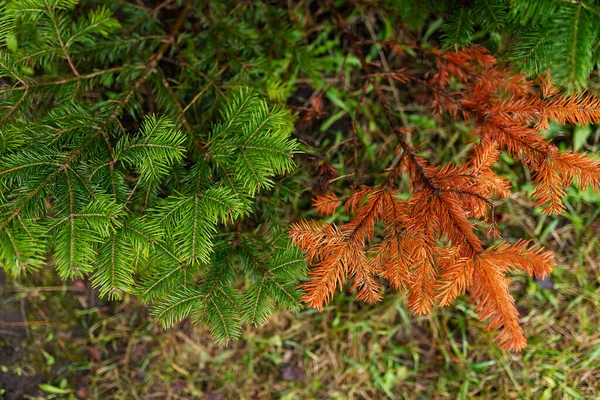 Green Dry Spruce Branches Withering Tree Young Growth Renewal Nature — Stock Photo, Image