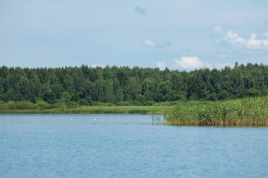 Fazla büyümüş çimenli kıyı, sakin bir nehri olan yaz manzarası göl manzaralı ve sudan kıyısı olan.