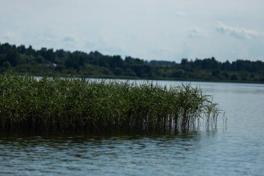 Fazla büyümüş çimenli kıyı, sakin bir nehri olan yaz manzarası göl manzaralı ve sudan kıyısı olan.