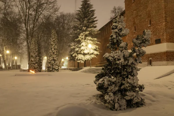 Деревья Ночном Парке После Снежной Бури Много Снега Застряло Ветвях — стоковое фото
