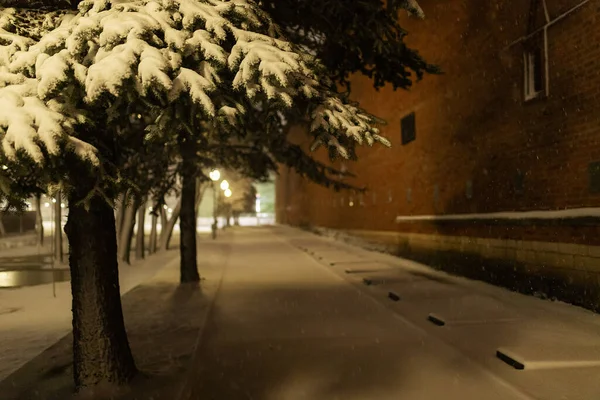 Дерева Нічному Парку Після Снігової Бурі Багато Снігу Застрягли Гілках — стокове фото