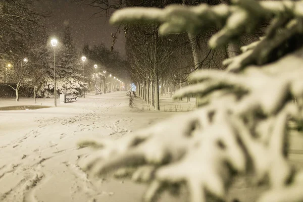 Arbres Dans Parc Nuit Après Une Tempête Neige Beaucoup Neige — Photo