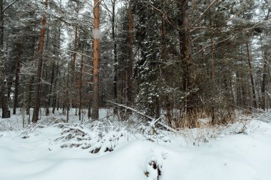 Bir kış ormanının arka planı, beyaz karla kaplı köknar ağaçlarından oluşan bir manzara, kar fırtınasında derin kar yığınlarının arasında boş bir yol.