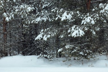 Bir kış ormanının arka planı, beyaz karla kaplı köknar ağaçlarından oluşan bir manzara, kar fırtınasında derin kar yığınlarının arasında boş bir yol.