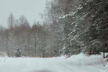 Bir kış ormanının arka planı, beyaz karla kaplı köknar ağaçlarından oluşan bir manzara, kar fırtınasında derin kar yığınlarının arasında boş bir yol.