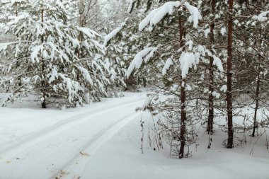 Bir kış ormanının arka planı, beyaz karla kaplı köknar ağaçlarından oluşan bir manzara, kar fırtınasında derin kar yığınlarının arasında boş bir yol.