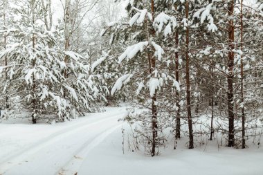 Bir kış ormanının arka planı, beyaz karla kaplı köknar ağaçlarından oluşan bir manzara, kar fırtınasında derin kar yığınlarının arasında boş bir yol.