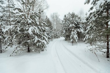 Bir kış ormanının arka planı, beyaz karla kaplı köknar ağaçlarından oluşan bir manzara, kar fırtınasında derin kar yığınlarının arasında boş bir yol.