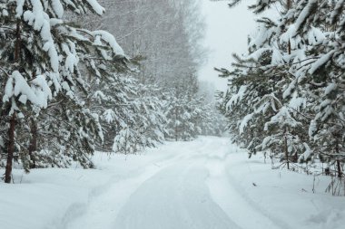 Bir kış ormanının arka planı, beyaz karla kaplı köknar ağaçlarından oluşan bir manzara, kar fırtınasında derin kar yığınlarının arasında boş bir yol.