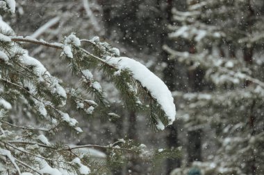 Bir kış ormanının arka planı, beyaz karla kaplı köknar ağaçlarından oluşan bir manzara, kar fırtınasında derin kar yığınlarının arasında boş bir yol.