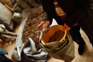 Bir sürü köknar ve çam kozalağı, arkaplan dokusu yere yayılmış kozalaklı kozalaklı kozalak deseni, kozalaklı ağaç tohumları hasat ediliyor.