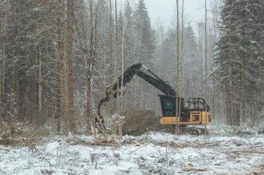 Hasatçı ağaçları keser, otomatikleştirilmiş bir makinenin yardımıyla odun toplar, kış ormanlarında düşen ağaçlar, insan aktiviteleri doğal çevreyi yok eder.