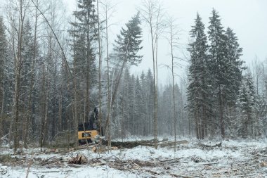 Hasatçı ağaçları keser, otomatikleştirilmiş bir makinenin yardımıyla odun toplar, kış ormanlarında düşen ağaçlar, insan aktiviteleri doğal çevreyi yok eder.