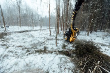 Hasatçı ağaçları keser, otomatikleştirilmiş bir makinenin yardımıyla odun toplar, kış ormanlarında düşen ağaçlar, insan aktiviteleri doğal çevreyi yok eder.