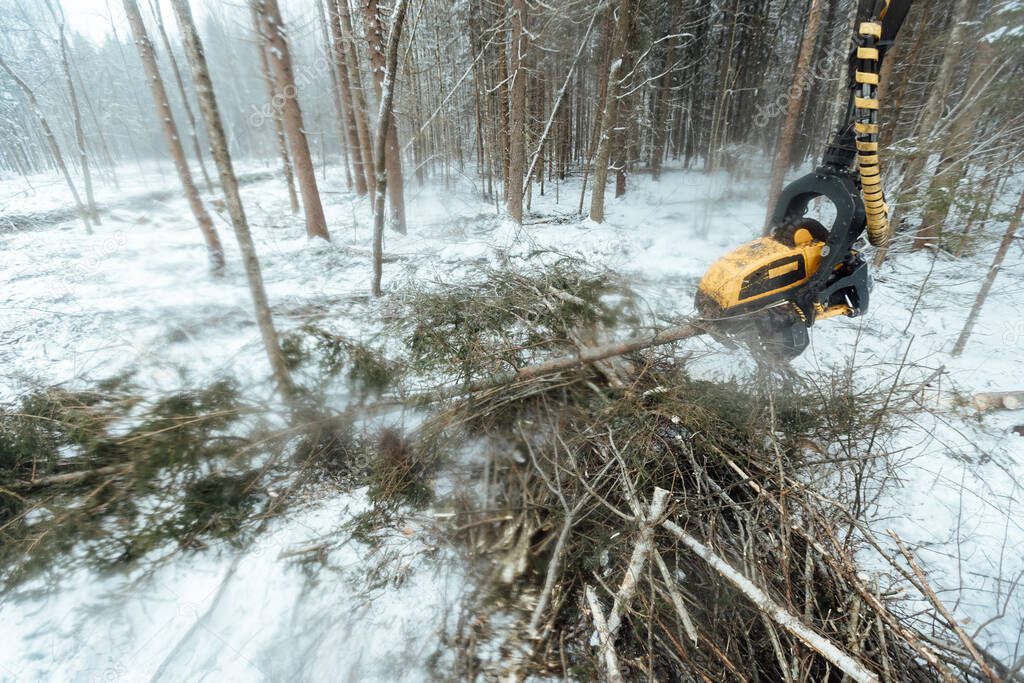 harvester cuts down trees, industrial harvesting of wood with the help of an automated machine, many falling trees in the winter forest, human activity destroys the natural environment