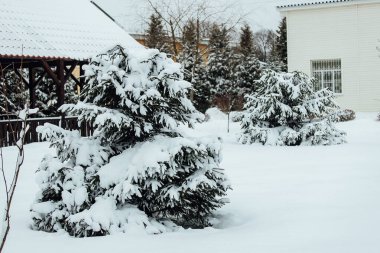 Arka bahçedeki Noel ağaçları karda. Çardağı olan rahat bir bahçe ve kışın bir kır evinin sokakları.