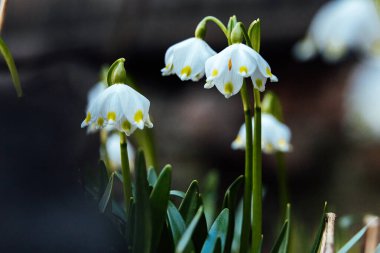 Kar damlaları çiçek açar. İlk bahar çiçekleri. Genç bitkilerin güzel makro fotoğrafı