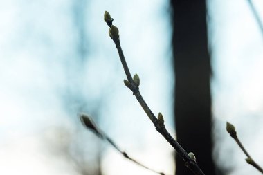 Baharın ilk çiçekleri. Soğuk bir kıştan sonra doğa güneş altında canlanır. Crocus çiçeklerinin makrofotoğrafçılığı