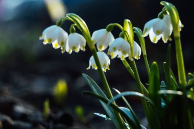 Kar damlaları çiçek açar. İlk bahar çiçekleri. Genç bitkilerin güzel makro fotoğrafı