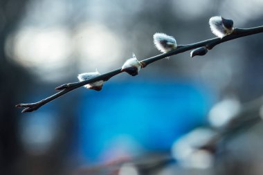 söğüt çiçekleri. Bir çalılığın dalındaki genç kabarık çiçekler makroda fotoğraflanır. İlkbaharın başlarında doğa