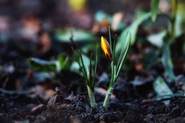 Baharın ilk çiçekleri. Soğuk bir kıştan sonra doğa güneş altında canlanır. Crocus çiçeklerinin makrofotoğrafçılığı