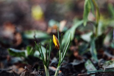 Baharın ilk çiçekleri. Soğuk bir kıştan sonra doğa güneş altında canlanır. Crocus çiçeklerinin makrofotoğrafçılığı