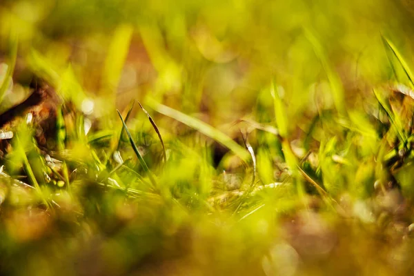 First Flowers Early Spring Nature Comes Alive Sun Cold Winter — Stock Photo, Image